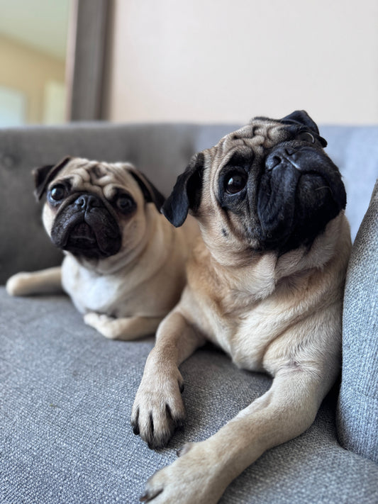 Bienvenidos a Kibo & Co Luxury Tails: Un universo para pugs
