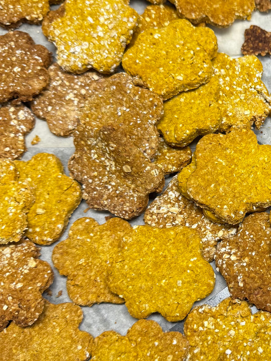 Golden Paws / Pumpkin